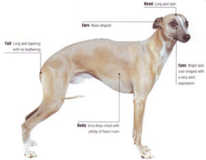 Whippet breed standard image